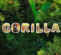 Gorilla